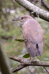 Juvenille Night Heron