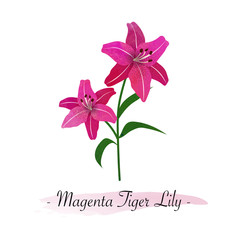 Colorful watercolor texture vector botanic garden flower magenta tiger lily