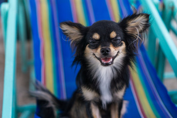 Chihuahua sitting on a chair.