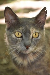 Домашние животные (Кошки)

