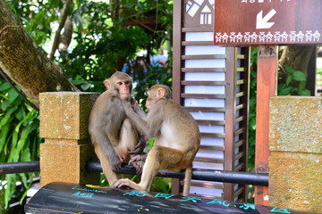 Monkey on tree. Monkey portrait
