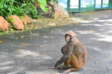 Monkey on tree. Monkey portrait