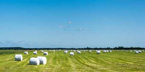 Landscape of packed straw bales on farmland in poland