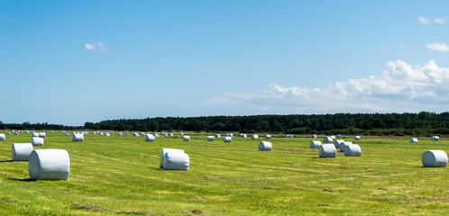 Landscape of packed straw bales on farmland in poland