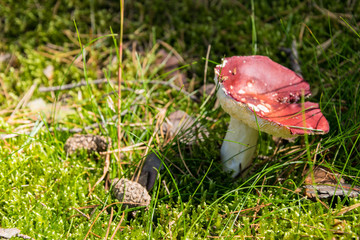 Russula red mushroom for background for graphic designer