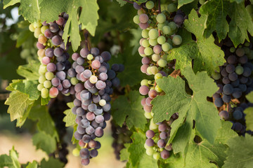 Large bunches of black grapes ripen against a background of greenery