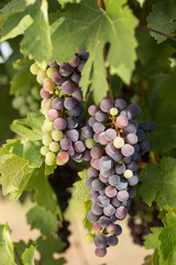 Large bunches of black grapes ripen against a background of greenery