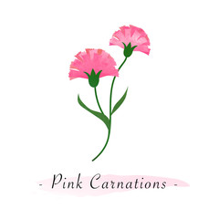 Colorful watercolor texture vector botanic garden flower pink carnations