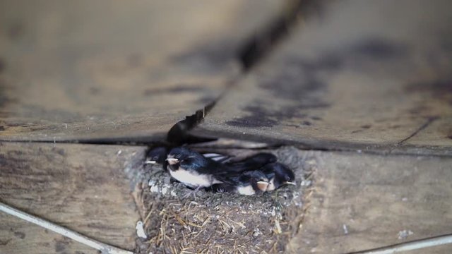 Junge Rauchschwalben werden gef&uuml;ttert, Zeitlupe