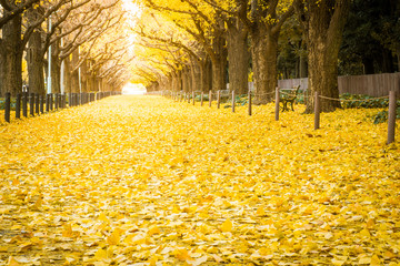 Yellow ginkgo trees and yellow ginkgo leaves at Ginkgo avenue.(Icho Namiki) Tokyo,Japan.