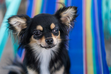 Chihuahua sitting on a chair.