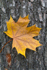 Fallen yellow leaf on the bark of a tree. nature