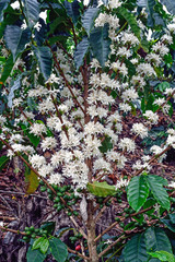 Colombia coffeeplant flowers flourish beans