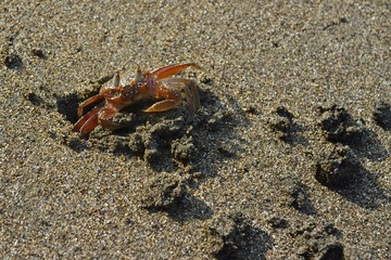 Colombia crab on beach