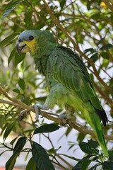 Colombia green parrot