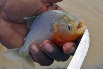 Colombia Llanos piranha teeth
