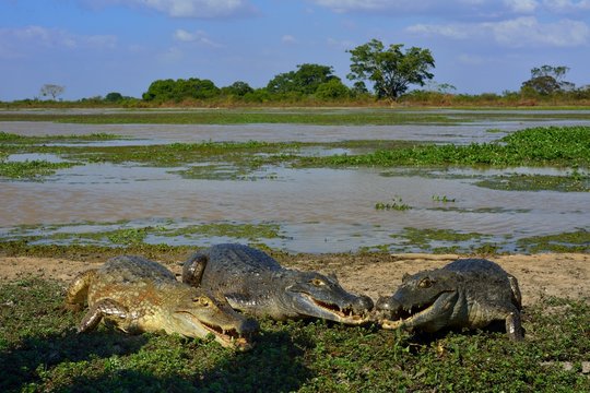 Colombia Llanos Caimans