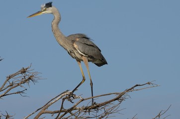 great blue heron