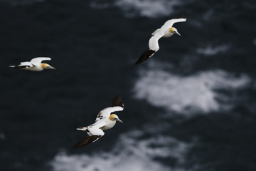 Northern Gannet - Sula bassana, Shetlands, United Kingdome