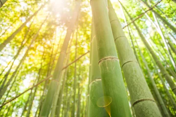 Stickers pour porte Bambou foret de bambou