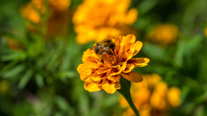 Fleißige Hummel sammelt Nektar © DZiegler