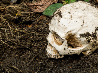 Beside of human skull buried in the soil.The skull has dirt attached to the skull.concept of death and Halloween