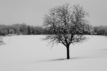 Fototapeta premium Hiver 2