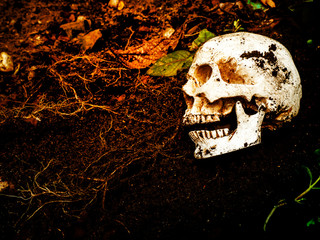 Beside of human skull buried in the soil.The skull has dirt attached to the skull.concept of death...