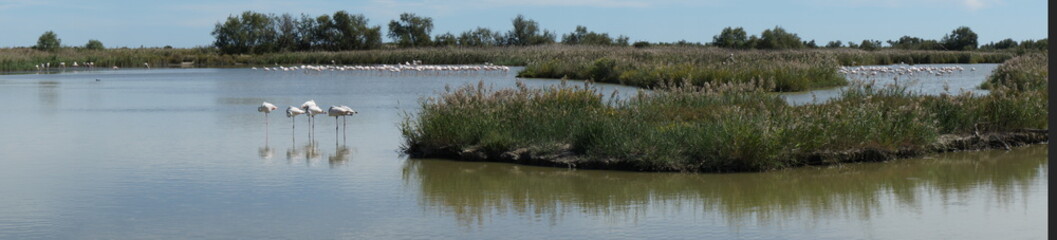 Camargue 4