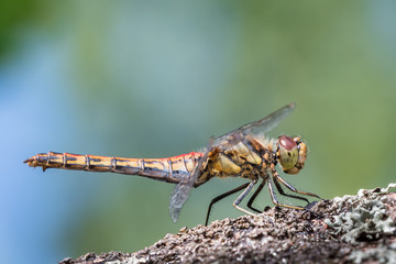 Vagrant darter