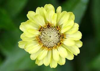 Schöne Gelbe Blume.