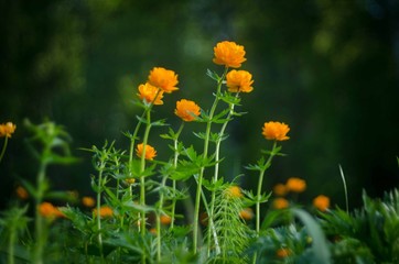 Forest flower