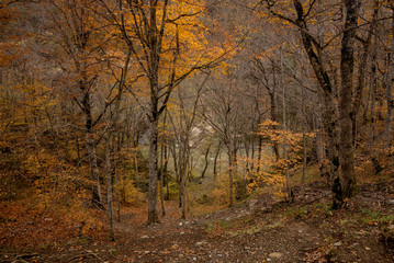 Beautiful autumn forest