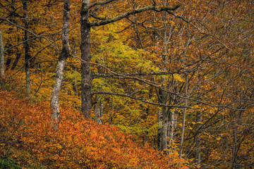 Beautiful autumn forest