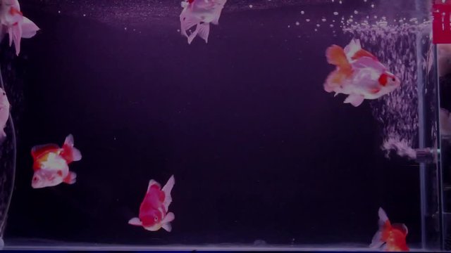 Goldfish swim in the aquarium with oxygen bubbles.