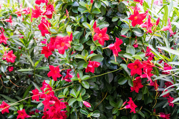 bush with red flowers blooming