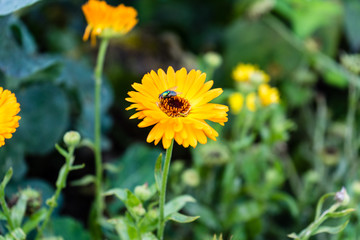 orange daisy with fly on top
