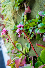 pink flower blooming on a wall