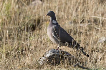Bird, wood pigeon