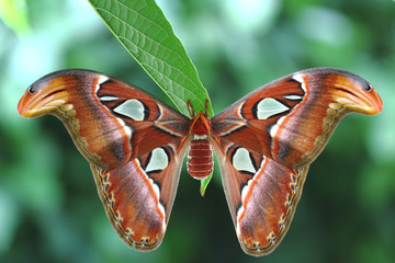 Naklejka premium Atlasspinner größter Schmetterling der Welt.
