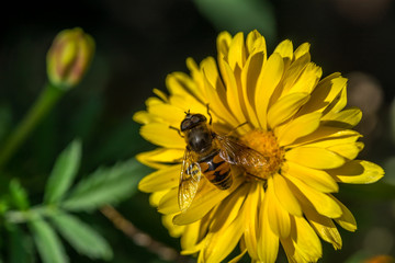 Biene auf gelber Blüte beim Nektar sammeln