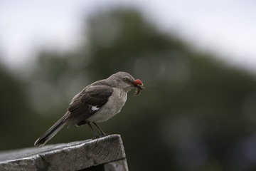 Kingbird Collecting insects and wildberries