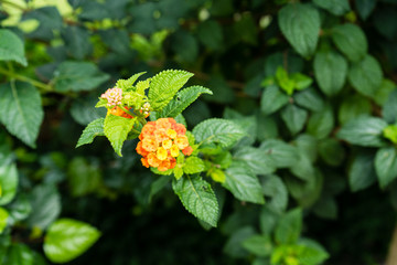 camara verbenaceae flower blooming close up