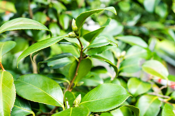 camellia japonica theaceae leaf close up