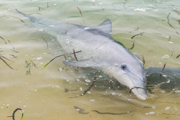 Fototapeta premium wild dolphins at monkey mia west coast australia