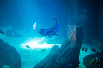 Electric ray fish in aquarium. Cramp-fish in blue water. Ocean under world.