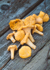 Handful of fresh chanterelles mushrooms on an old gray rustic table.