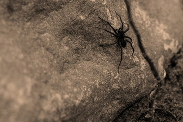 Creepy Spider On a Rock