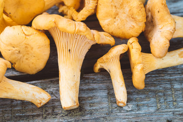 Handful of fresh chanterelles mushrooms on an old gray rustic table.