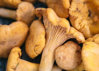 Handful of fresh chanterelles mushrooms on an old gray rustic table.